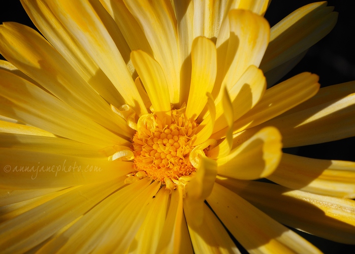 Yellow Flower - 20150930-yellow-flower.jpg