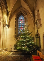Christ Church Cathedral Stained Glass & Christmas Tree