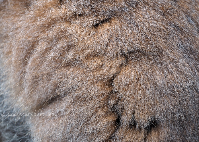 20160404-ring-tailed-lemur-fur.jpg