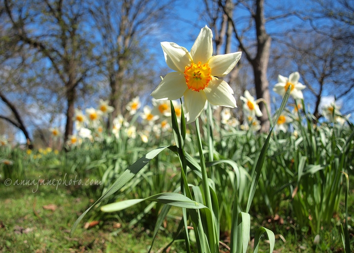 Daffodils - 20130426-daffodils.jpg