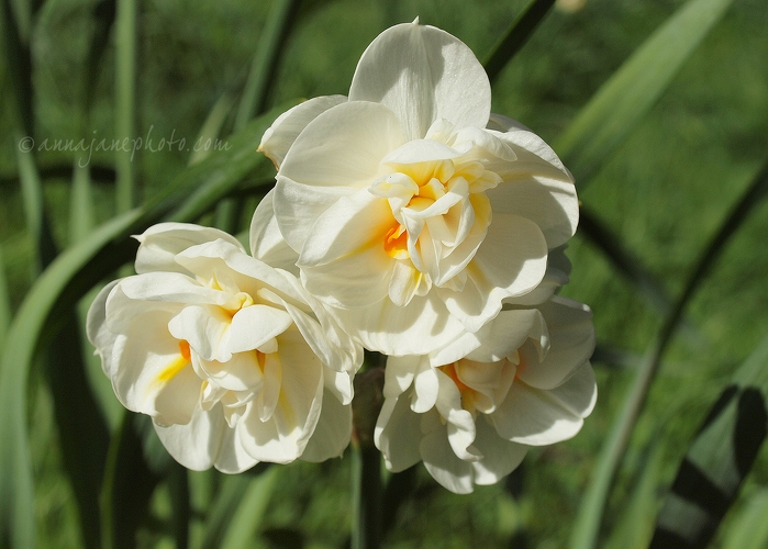 Daffodils - 20130502-daffodils.jpg