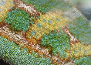 Veiled Chameleon Skin