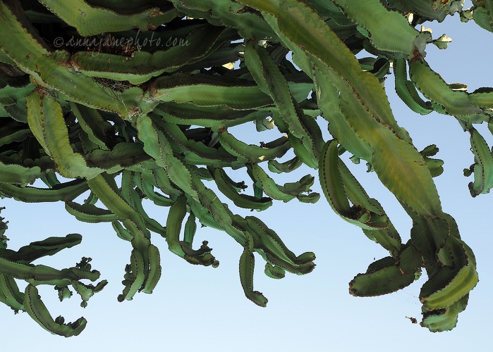 20160802-cactus-tree.jpg