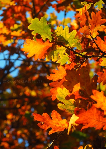 Autumn Leaves - 20161125-autumn-oak-leaves.jpg