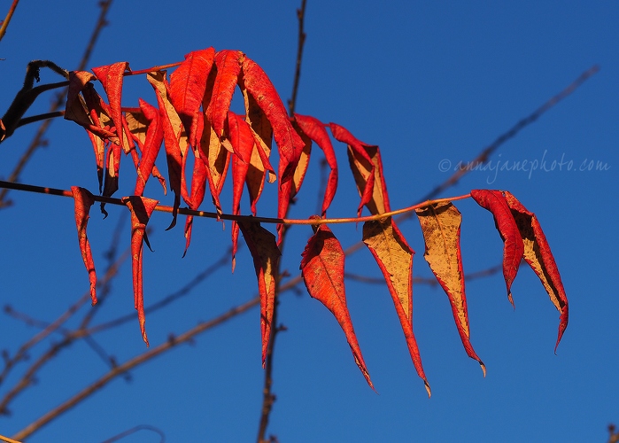 Red Leaves - 20161125-red-leaves.jpg