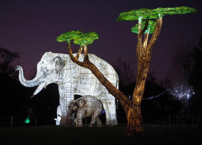 Elephant Lanterns - 20161125-elephant-lanterns-chester-zoo.jpg