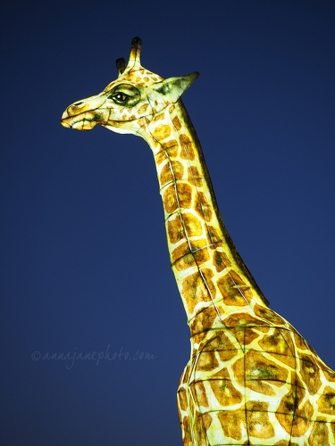 Giraffe Lantern - 20161125-giraffe-lantern-chester-zoo.jpg