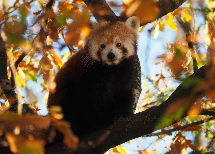 20161125-red-panda.jpg