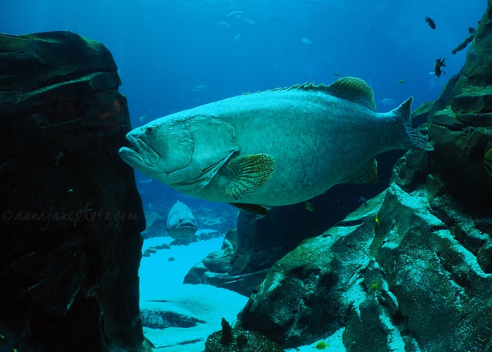 20161223-giant-groupers.jpg