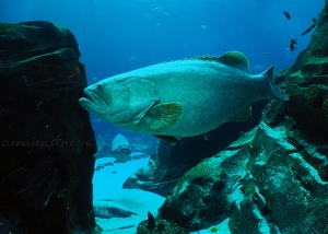 Giant Groupers