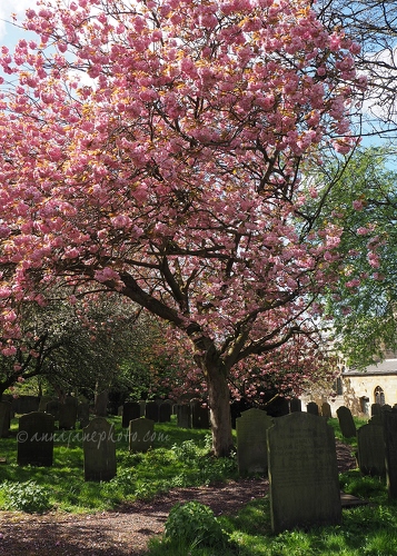 St Olave's Churchyard - 20170415-blossom-and-graveyard.jpg