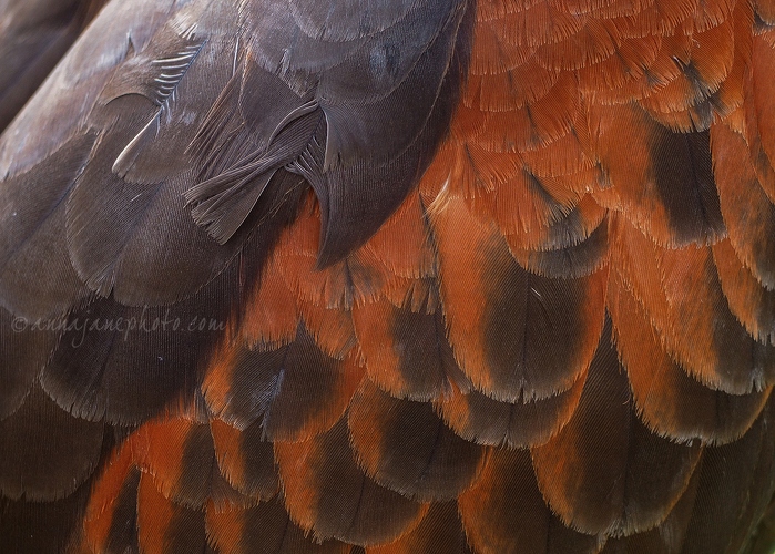 20170415-buzzard-feathers.jpg