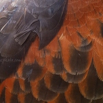 Buzzard Feathers