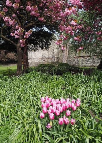 Pink Blossom and Tulips - 20170415-pink-flowers-york.jpg