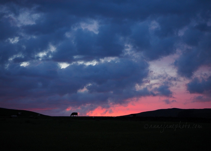 20170528-cows-at-sunset.jpg