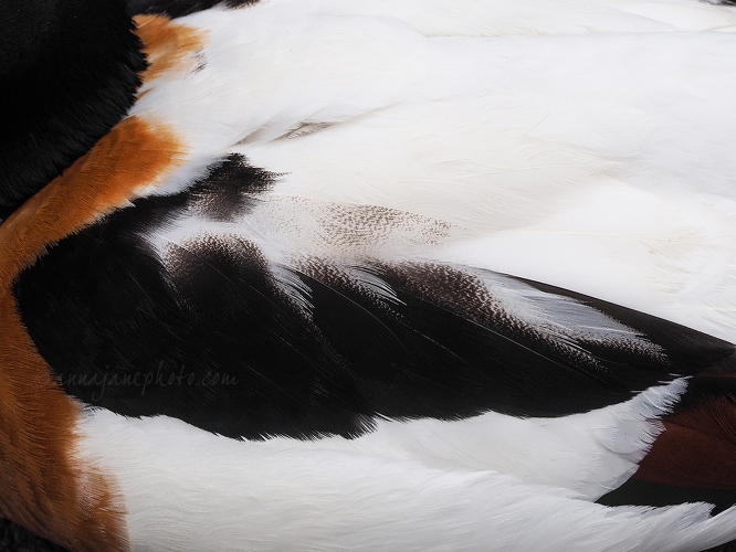 20170607-shelduck-feathers.jpg