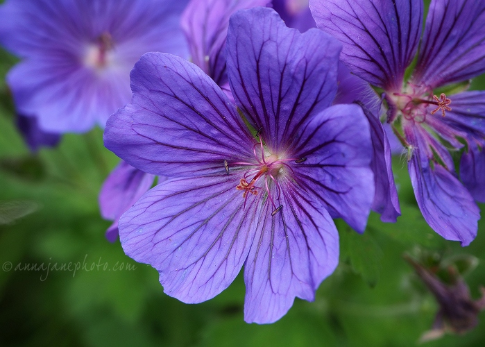 20170616-hardy-geranium-purple.jpg