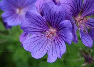 Purple Hardy Geranium