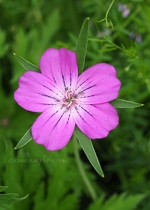 Pink Hardy Geranium