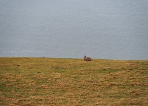 Great Orme Rabbit