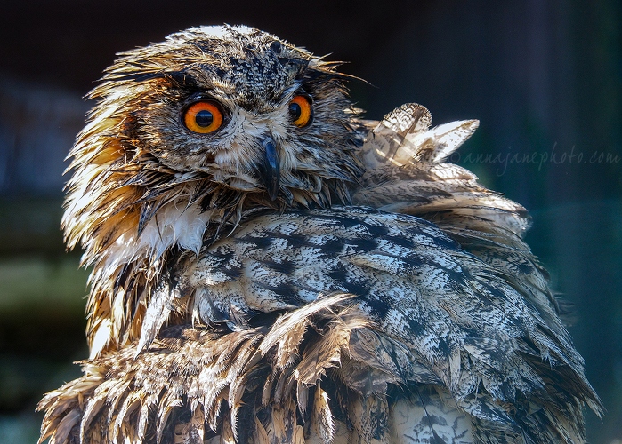 20180405-eurasian-eagle-owl.jpg