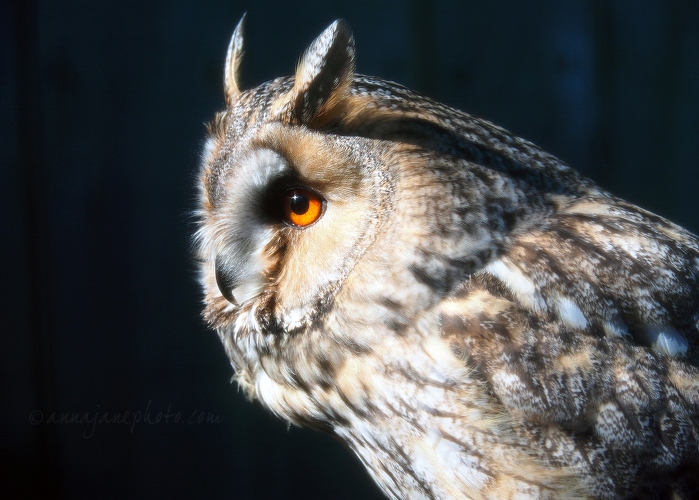 20180405-long-eared-owl.jpg