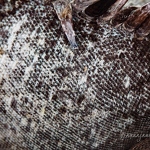 20180915-utila-iguana-skin.jpg