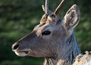 Bukhara Deer