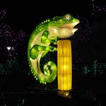 Chameleon Lantern