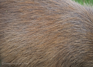 Capybara Hair
