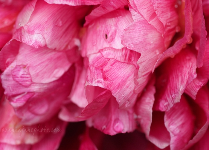 Petals - 20190527-pink-petals.jpg