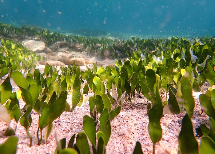 Seaweed - 20190630-seaweed.jpg