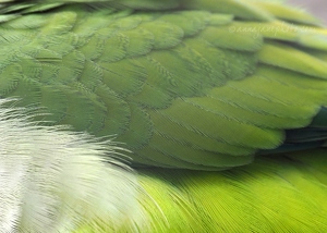 Quaker Parakeet Feathers