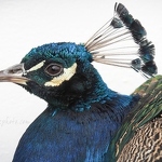 20190928-peacock.jpg