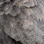 Peahen Feathers