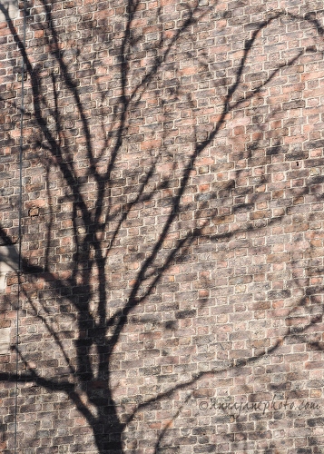 Tree Shadow - 20200411-tree-shadow.jpg
