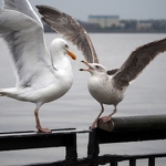 Gull Fight