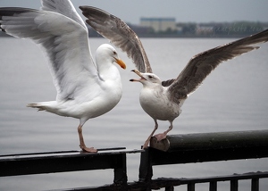 Gull Fight