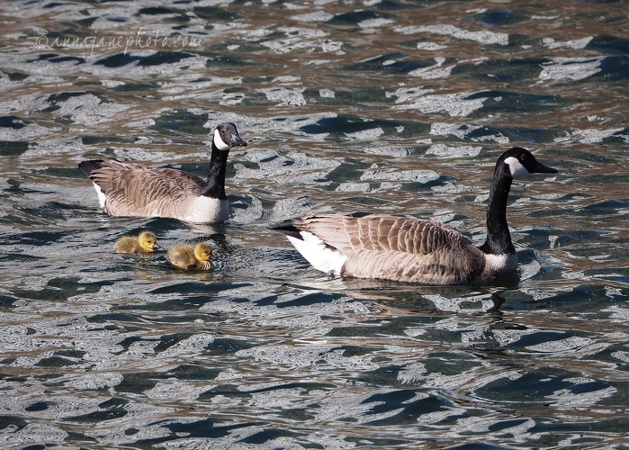 20200427-geese-and-goslings.JPG