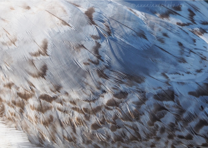 20200427-juvenile-common-gull-feathers.JPG