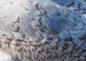 Juvenile Common Gull Feathers