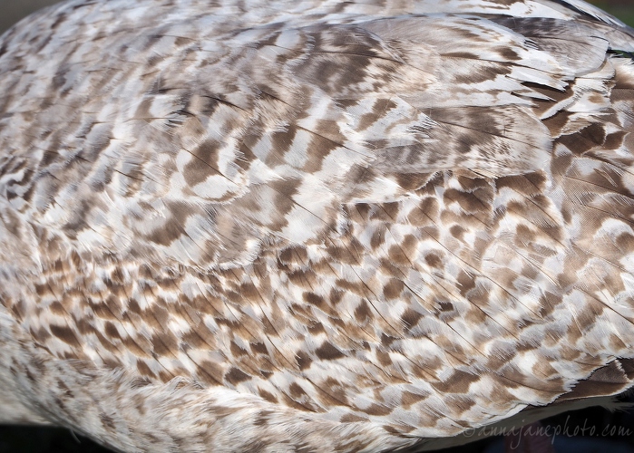 20200424-juvenile-herring-gull-feathers.JPG