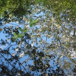Blossom Reflections