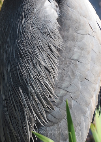 20200408-heron-feathers.jpg
