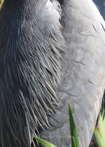 Grey Heron Feathers