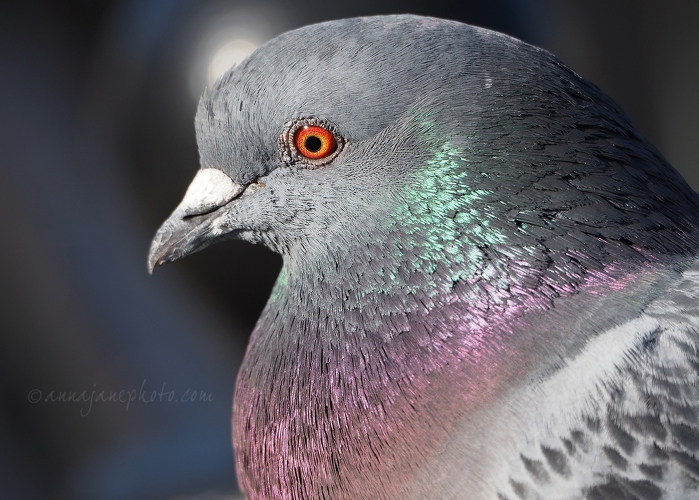 20200502-pigeon.JPG
