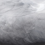 Gull Feathers