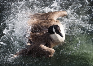 Goose Bathing