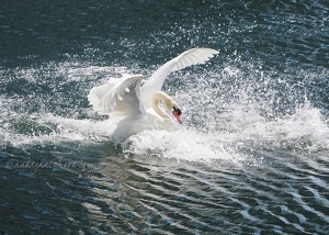 Mute Swan Splashdown