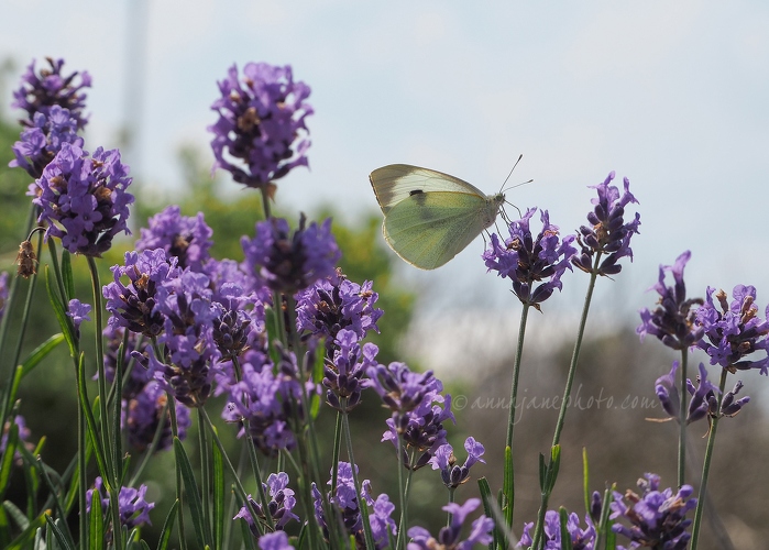 Butterfly and Lavender - 20200626-butterfly-and-lavender.JPG